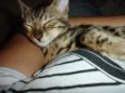 Gato raça Bengal idade 2 anos nome Tigrinus Farrokh GR