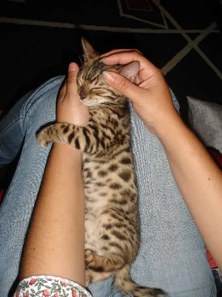 Gato raça Bengal idade 2 anos nome Tigrinus Farrokh GR