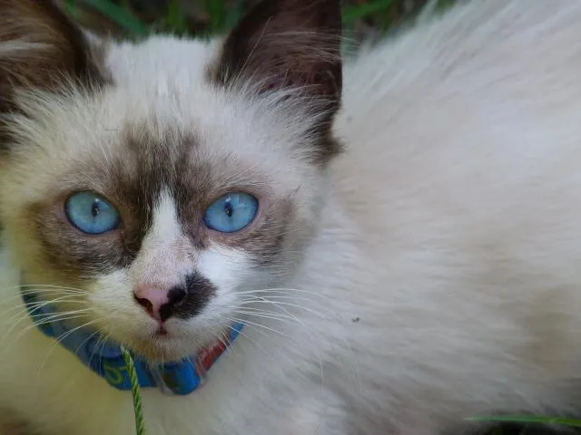 Gato ra a Siames idade 2 a 6 meses nome BLU
