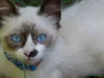 BLU