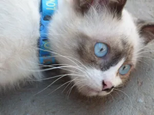 Gato raça Siames idade 2 a 6 meses nome BLU