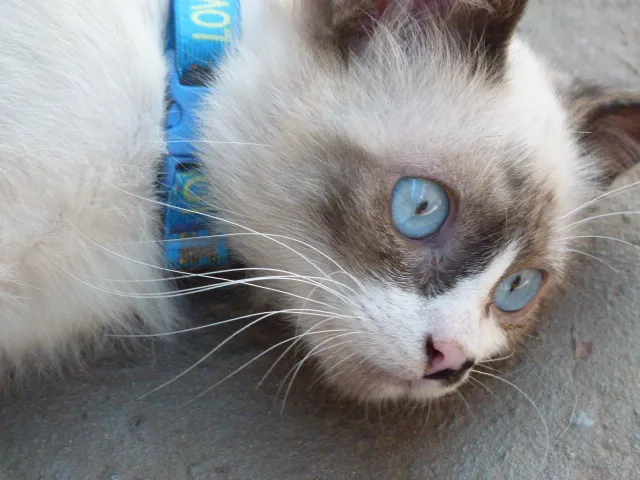Gato ra a Siames idade 2 a 6 meses nome BLU
