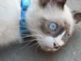 BLU