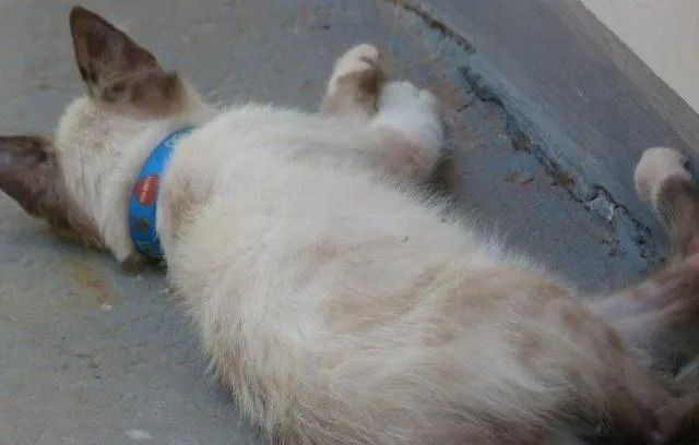 Gato ra a Siames idade 2 a 6 meses nome BLU