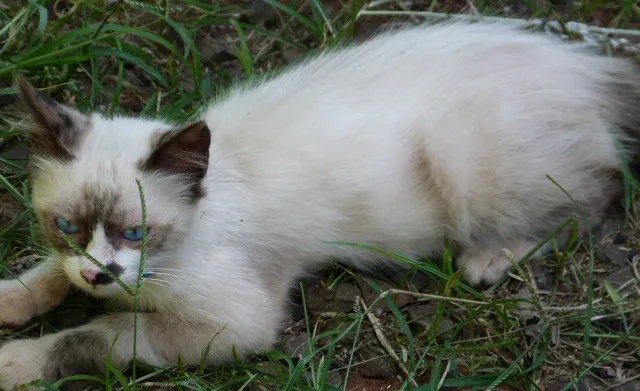Gato ra a Siames idade 2 a 6 meses nome BLU
