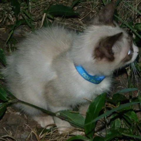Gato ra a Siames idade 2 a 6 meses nome BLU