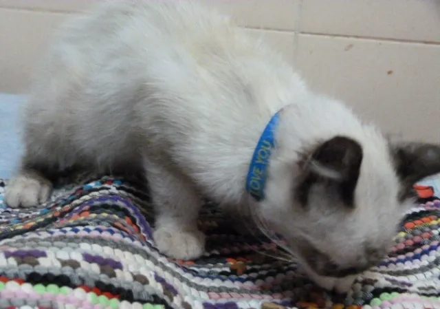 Gato ra a Siames idade 2 a 6 meses nome BLU