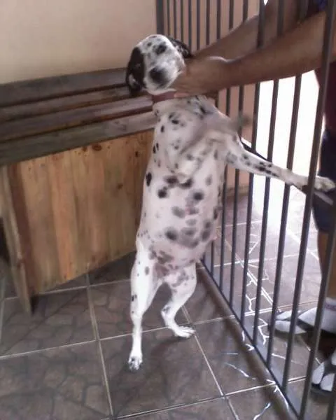 Cachorro ra a Dalmata idade 6 ou mais anos nome Suzy