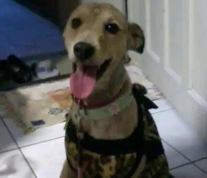 Cachorro raça SRD idade 7 a 11 meses nome July