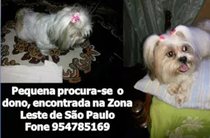 Cachorro raça SHIH-TZU idade  nome CACHORRINHA PERDIDA