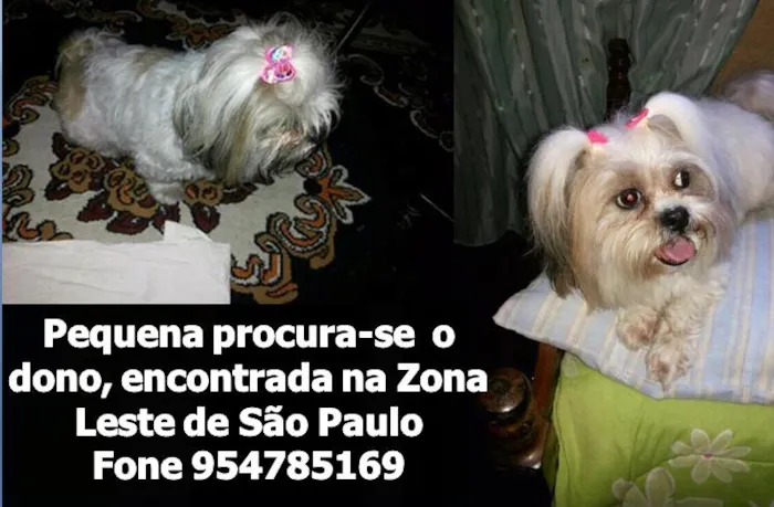 Cachorro ra a SHIH-TZU idade  nome CACHORRINHA PERDIDA