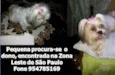 CACHORRINHA PERDIDA
