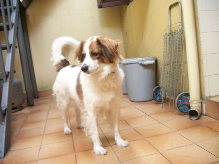 Cachorro ra a SRD idade 6 ou mais anos nome Milly