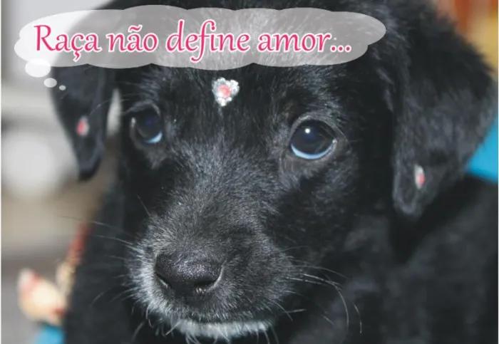 Cachorro ra a SRD idade Abaixo de 2 meses nome Holy
