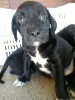 Cachorro ra a srd idade Abaixo de 2 meses nome pretinho