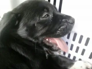 Cachorro ra a srd idade Abaixo de 2 meses nome pretinho