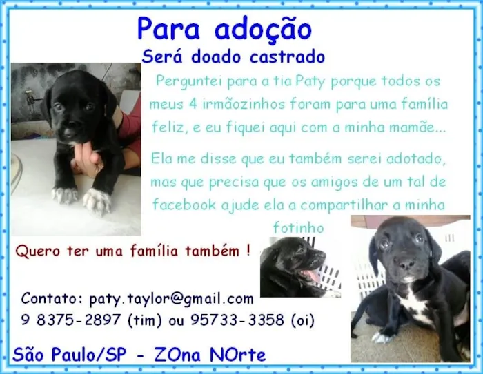 Cachorro ra a srd idade Abaixo de 2 meses nome pretinho