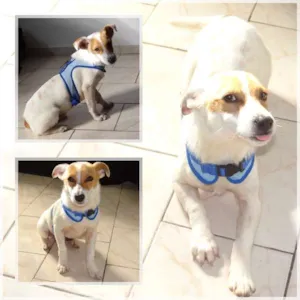 Cachorro raça SRD idade 2 a 6 meses nome Caramelo