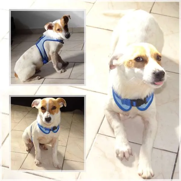 Cachorro ra a SRD idade 2 a 6 meses nome Caramelo