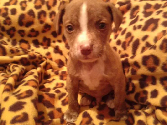 Cachorro ra a Pit-Bull idade  nome não tem