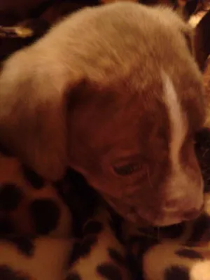 Cachorro raça Pit-Bull idade  nome não tem