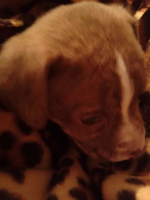 Cachorro ra a Pit-Bull idade  nome não tem