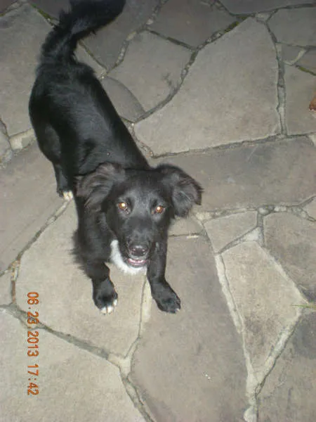 Cachorro raça Vira lata idade 1 ano nome Amigo