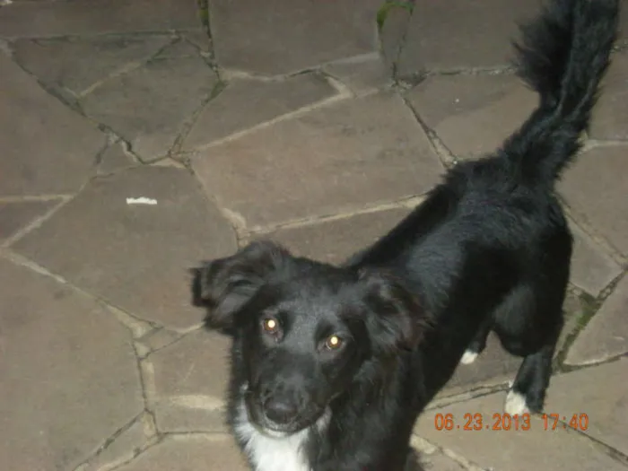 Cachorro raça Vira lata idade 1 ano nome Amigo