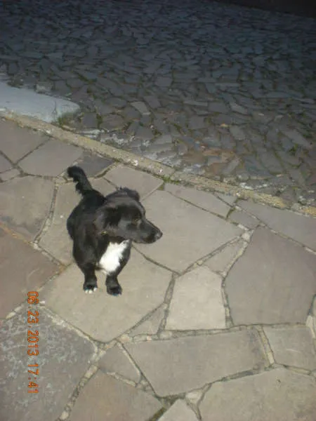 Cachorro raça Vira lata idade 1 ano nome Amigo