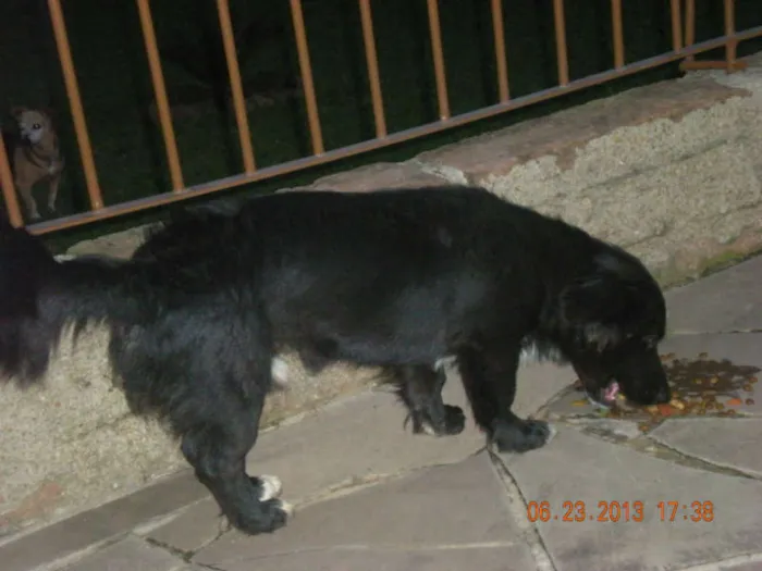 Cachorro raça Vira lata idade 1 ano nome Amigo