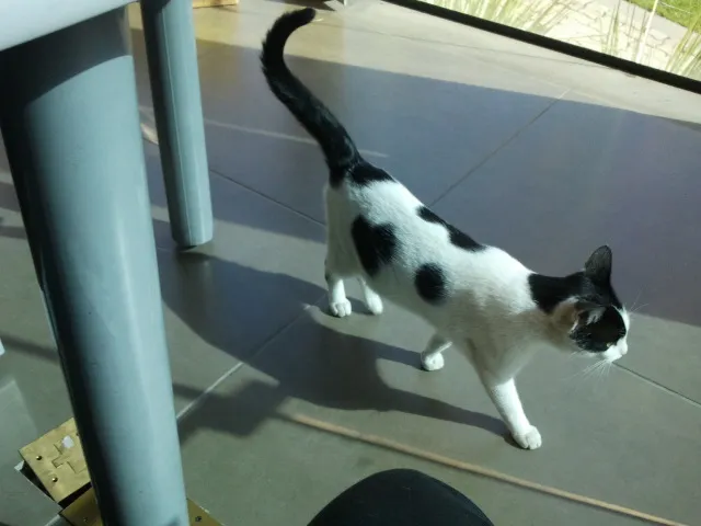 Gato raça Vira lata idade 7 a 11 meses nome Alfredo