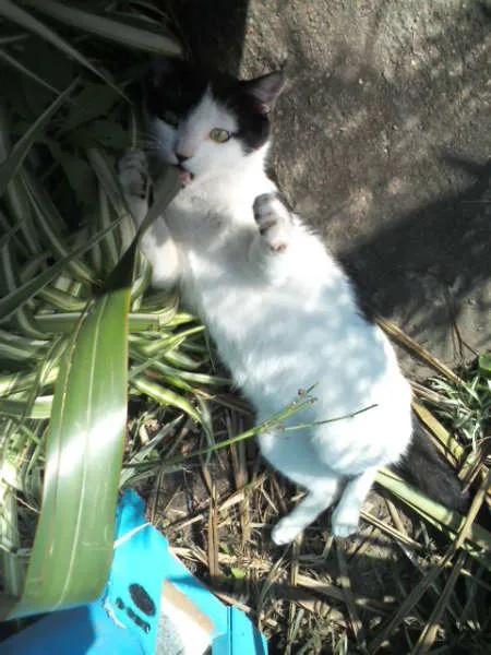 Gato raça Vira lata idade 7 a 11 meses nome Alfredo