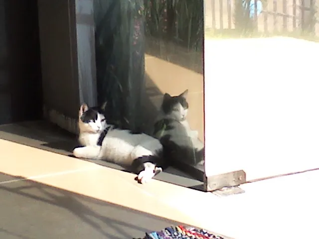 Gato raça Vira lata idade 7 a 11 meses nome Alfredo