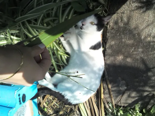 Gato raça Vira lata idade 7 a 11 meses nome Alfredo