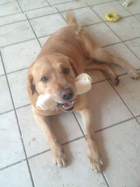 Cachorro ra a Labrador idade 4 anos nome Xama