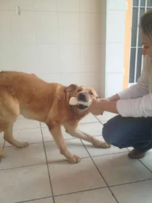 Cachorro raça Labrador idade 4 anos nome Xama