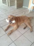 Xama