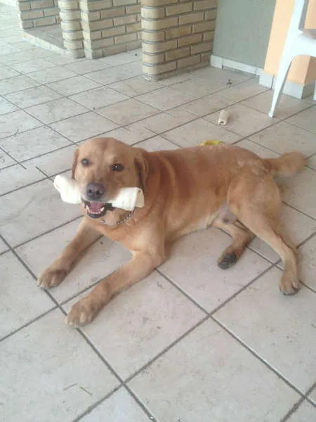 Cachorro ra a Labrador idade 4 anos nome Xama