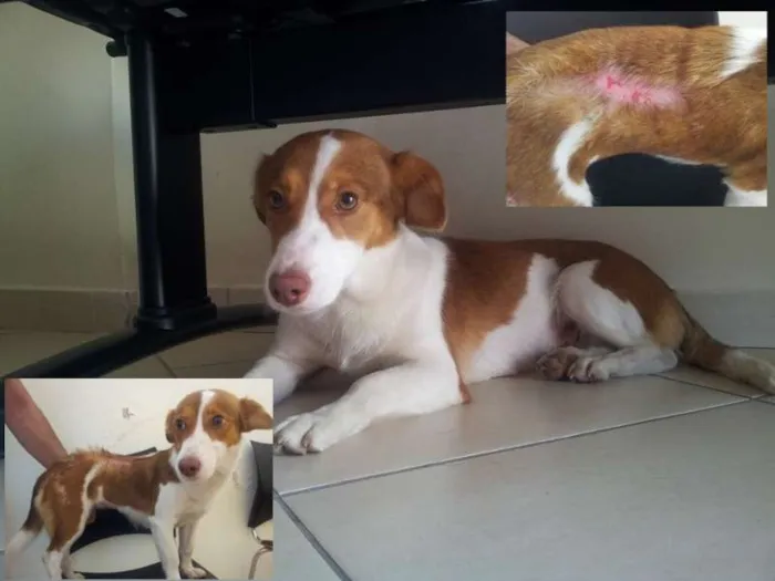 Cachorro ra a SRD idade 1 ano nome Nina