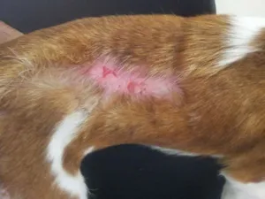 Cachorro raça SRD idade 1 ano nome Nina