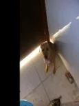Milu