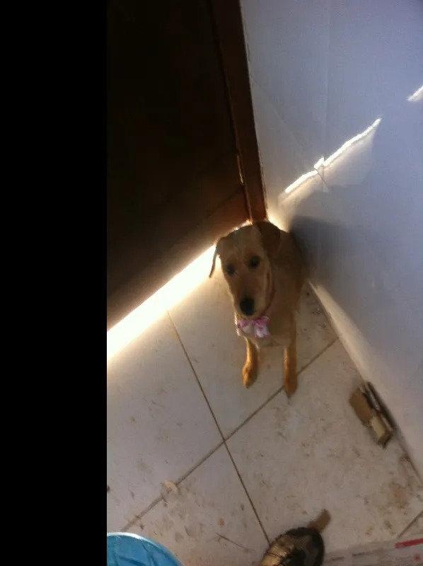 Cachorro ra a Nao definida idade 7 a 11 meses nome Milu