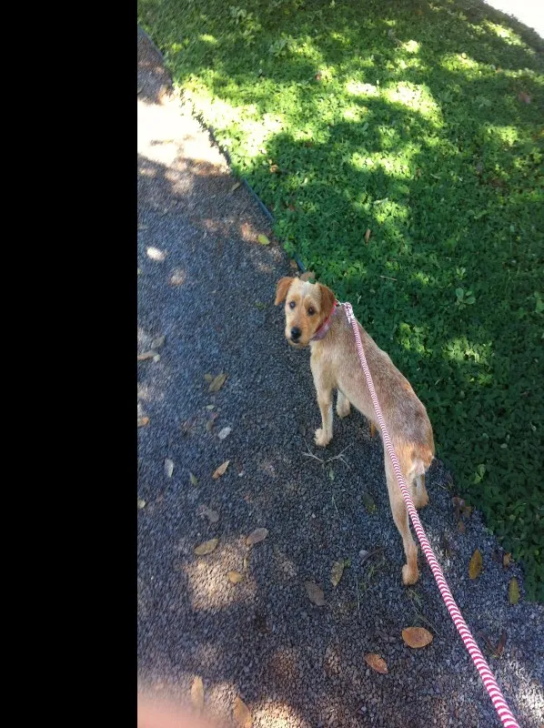 Cachorro ra a Nao definida idade 7 a 11 meses nome Milu