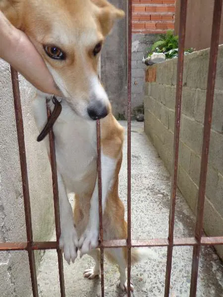 Cachorro ra a vira lata mas pareçe um lobinho idade 1 ano nome Nina