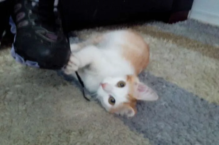 Gato ra a srd idade 2 a 6 meses nome Milly e Mel