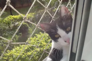 Gato raça srd idade 2 a 6 meses nome Milly e Mel