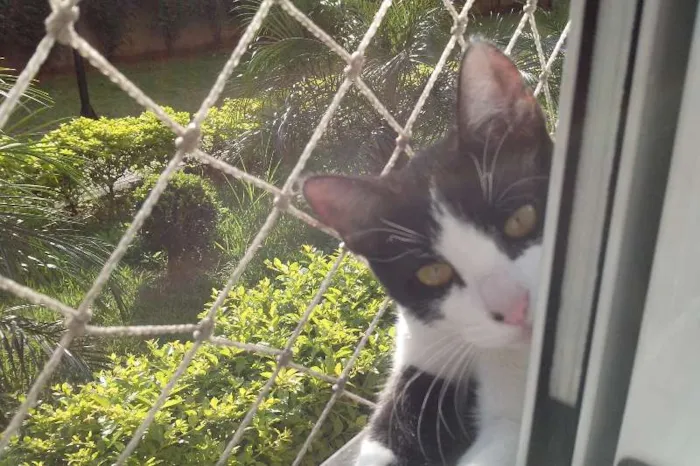 Gato ra a srd idade 2 a 6 meses nome Milly e Mel