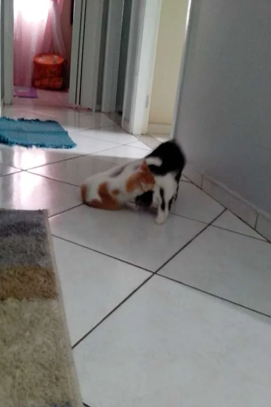 Gato ra a srd idade 2 a 6 meses nome Milly e Mel