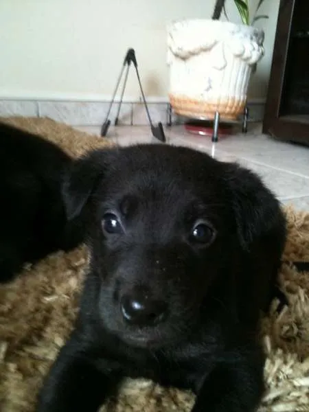 Cachorro ra a vira lata idade  nome Joe-Led-Mary