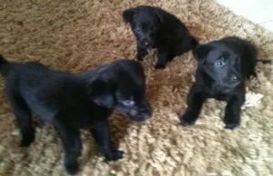 Cachorro raça vira lata idade  nome Joe-Led-Mary